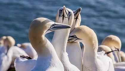 米兰体育官方入口-里尔主场大胜安格斯，领先优势巩固，里尔vs安格斯