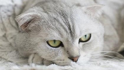 米兰体育APP官网-勇士队遭遇三连败，卫冕之路不平坦，勇士队全场