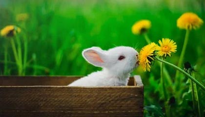 米兰体育中国官网-昂热击败对手，继续向法甲前四挺进，昂热vs巴黎圣日耳曼直播